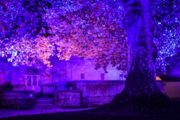 L'arbre de liberte lit in orange and purple at night