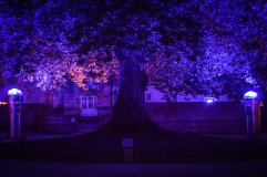 The Tree of Liberty lit in purple at night